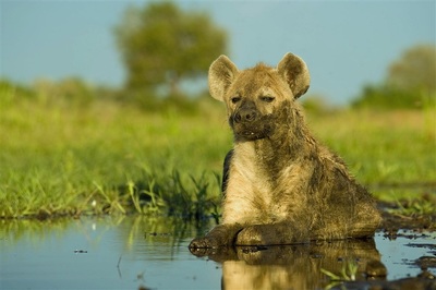 Chitabe Camp spotted hyena