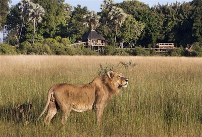 Tubu Tree Camp lion in front of camp