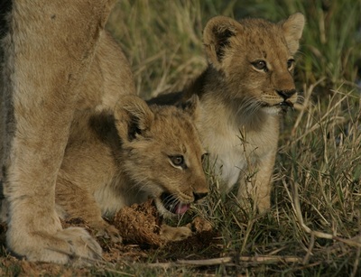 Lion cubs seen on game drive, Botswana