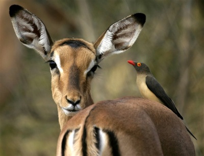 Impala and red-billed oxpecker, Botswana