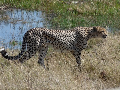 Cheeta (acinonyx jubatus) seen on Buffalo safari, Botswana