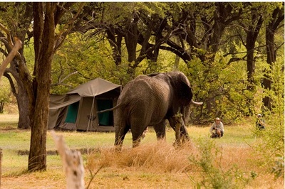 Elephant in camp on your Miracle Rivers Safari, Botswana