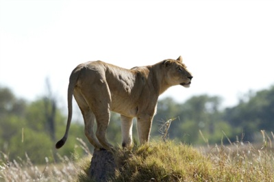 Lioness spotted on the Miracle Rivers Safari, Botswana