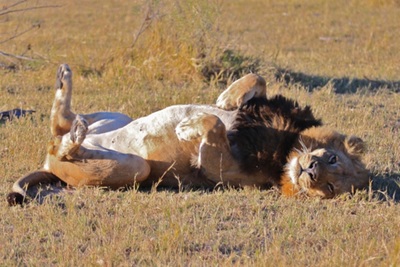 Relaxing lion, Botswana