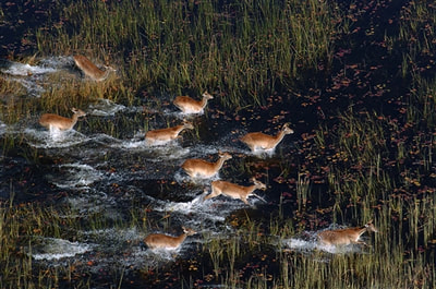 Red lechwe antelope in the Okavango