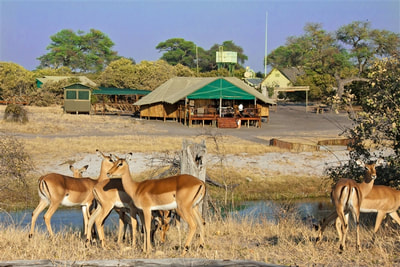Impala and view of main lodge area Camp Savuti, Botswana