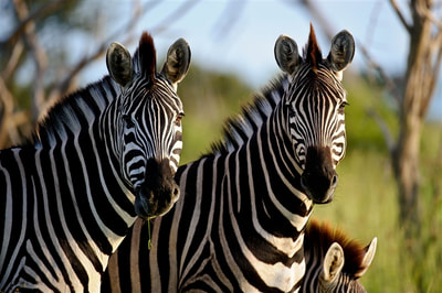 Plains Zebra (Equus burchelli), Moremi, Botswana
