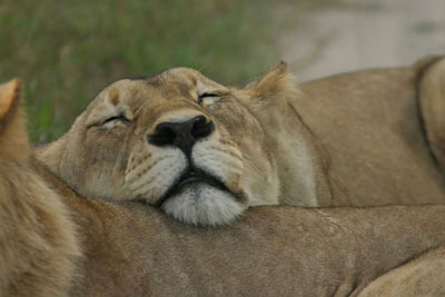 Chobe Elephant Camp sleeping lionesses
