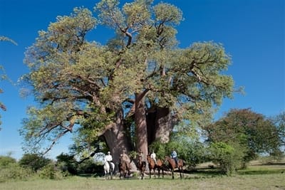 Riding next to the Baobabs, Kalahari