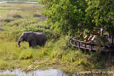 Aerial view of deck and elephant visitor at Delta Camp, Okavango