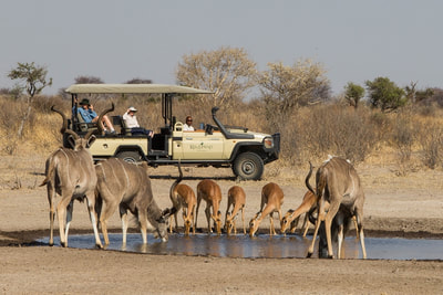 Dinaka Safari Lodge game drive and kudu herd