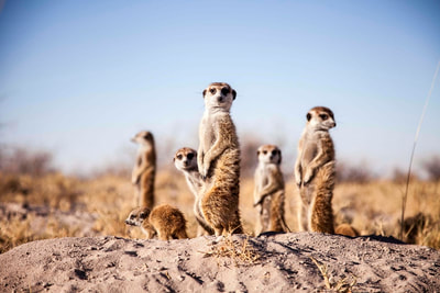 Meerkat family, Makgadikgadi Pans, Botswana