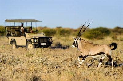 Game drive and oryx sighting, Central Kalahari Game Reserve, Botswana