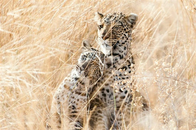 2 Leopards, Moremi
