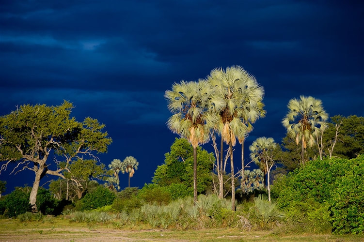 Summer storm over the Okavango