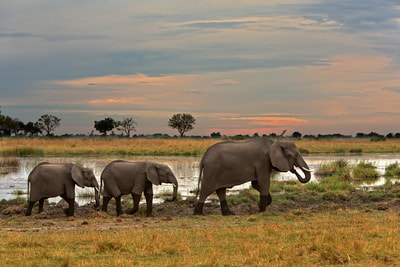 Elephant family, Chobe, Botswana