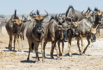 Wildebeest herd, Moremi