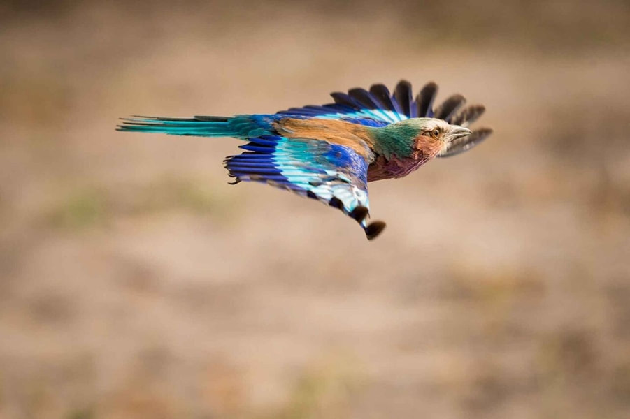 Lilac breasted roller in flight, Moremi Reserve, Botswana