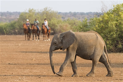 Young elephant spotted on Tuli Riding Safari