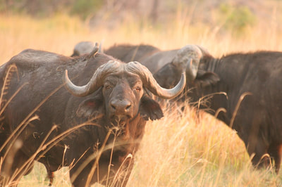 Rra Dinare Camp buffalo herd