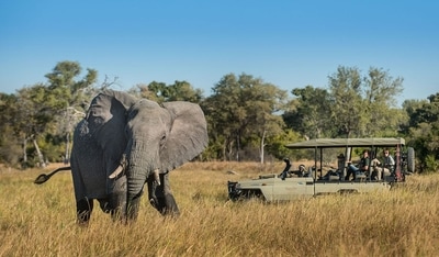 Sable Alley Lodge out on a game drive and elephant sighting