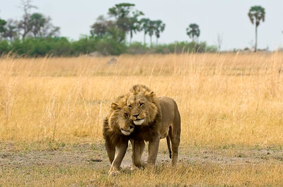 Lion brother, Selinda, Botswana