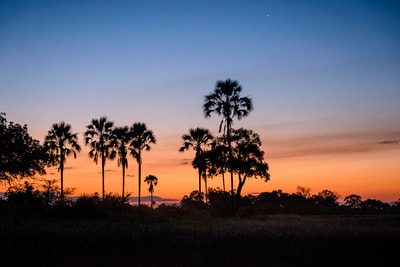 Sunset over the palm tress, south east Okavango Delta, Botswana