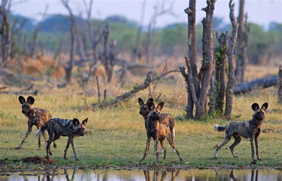 African Wild Dog Moremi Game Reserve Botswana