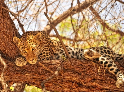 Leopard (Panthera pardus), Moremi, Botswana