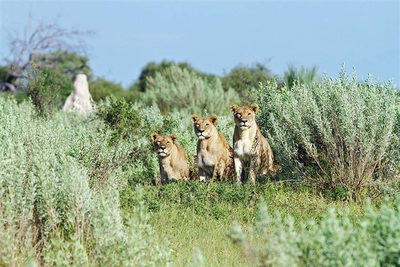 Vumbura Plains Camp lionesses