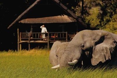 Khwai River Lodge elephant in front of guest tent