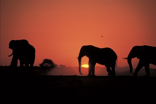 Elephants, Chobe River