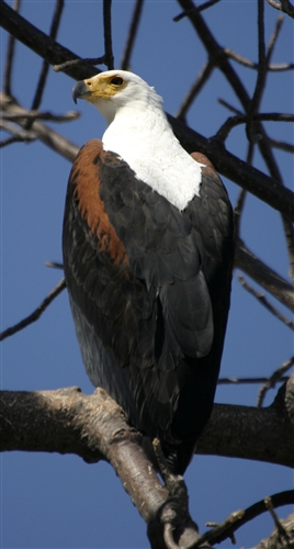 African Fish Eagle, Botswana