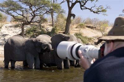 Photographing elephants from the Pangolin Voyager
