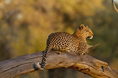 Leopard, Moremi Game Reserve, Botswana