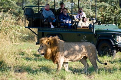 Jao Camp game drive and lion sighting