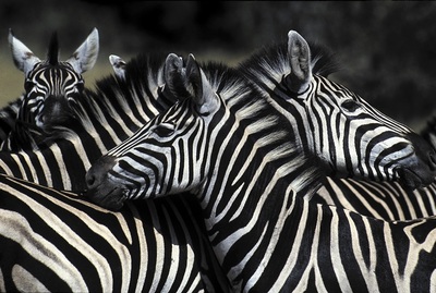 Plains Zebra, Botswana