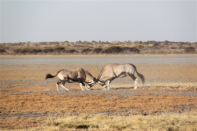 Male oryx fight, Kalahari, Botswana