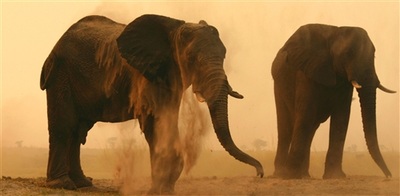 Elephant Herd northern Chobe area Botswana