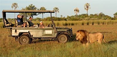 Jao Camp game drive, lion next to vehicle