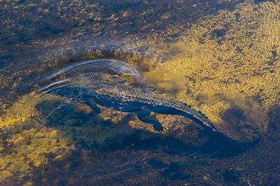 Tubu Tree Camp crocodile in the water