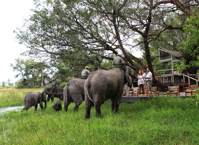 Abu Camp elephant visitors