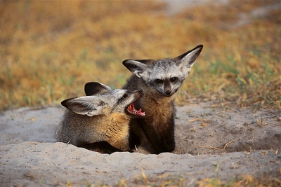 Chitabe Lediba bat eared foxes