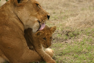 Lioness and cub seen on Safari in Botswana