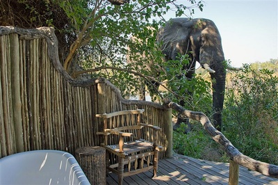 Little Vumbura elephant next to guest tent