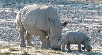 Edo's Camp white rhino and calf