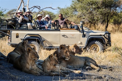 Mombo out on a game drive with lion sighting