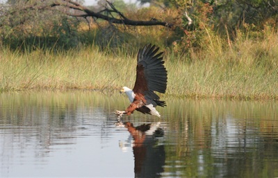 African Fish Eagle (Halieatus vocifer) Okavango Botswana