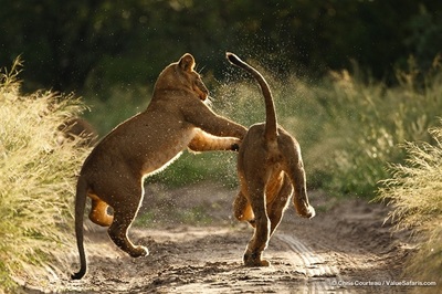 Lion cubs (Panthera leo) at play, Kalahari, Botswana