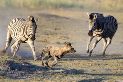 African wild dog (Lycaon pictus), being chased by plains zebra (Equus burchelli), Savute, Botswana